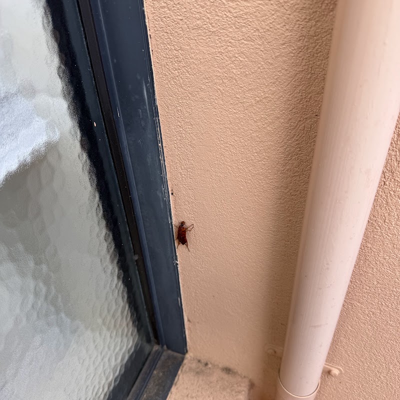 Eco Friendly Pest Solutions project 6
