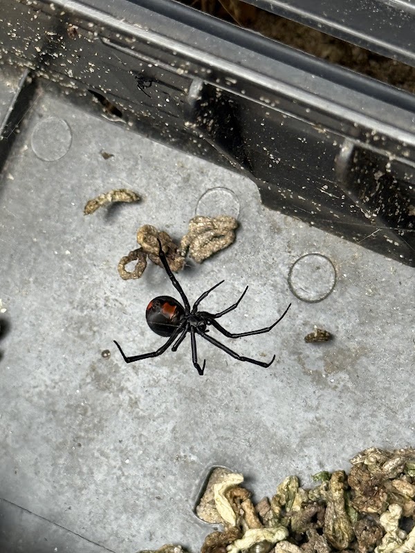 Eco Friendly Pest Solutions project 7