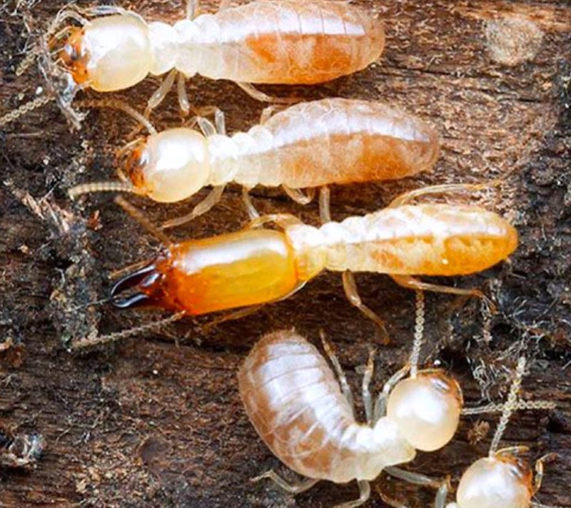 Eco Friendly Pest Solutions project 8