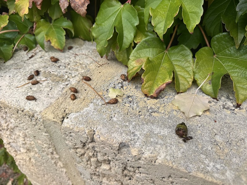 Eco Safe Pest Control Perth work 1