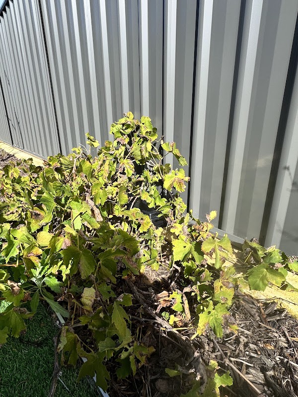 Eco Safe Pest Control Perth project 9