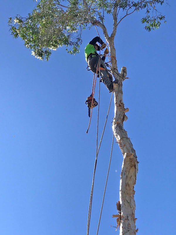 Eden Tree Service photo 3