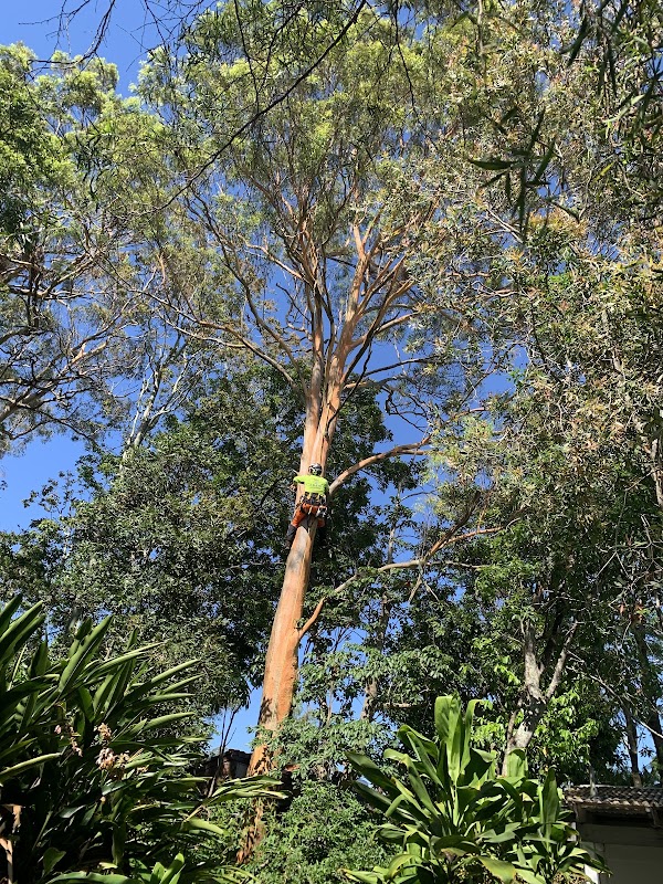 Eden Tree Service project 4