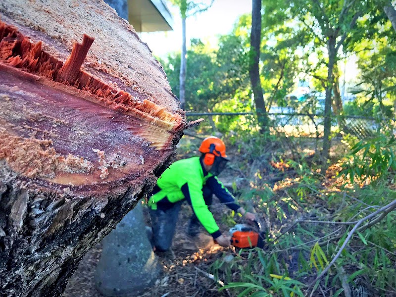 Eden Tree Service project 6