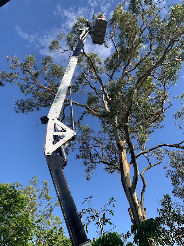 Eden Tree Service project 8