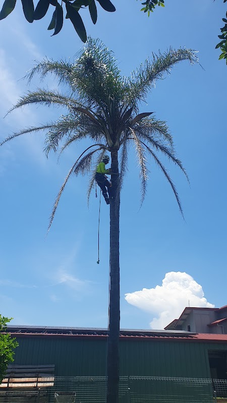 Eden Tree Service project 9
