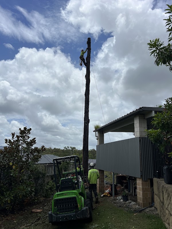 Eden Tree Service project 10
