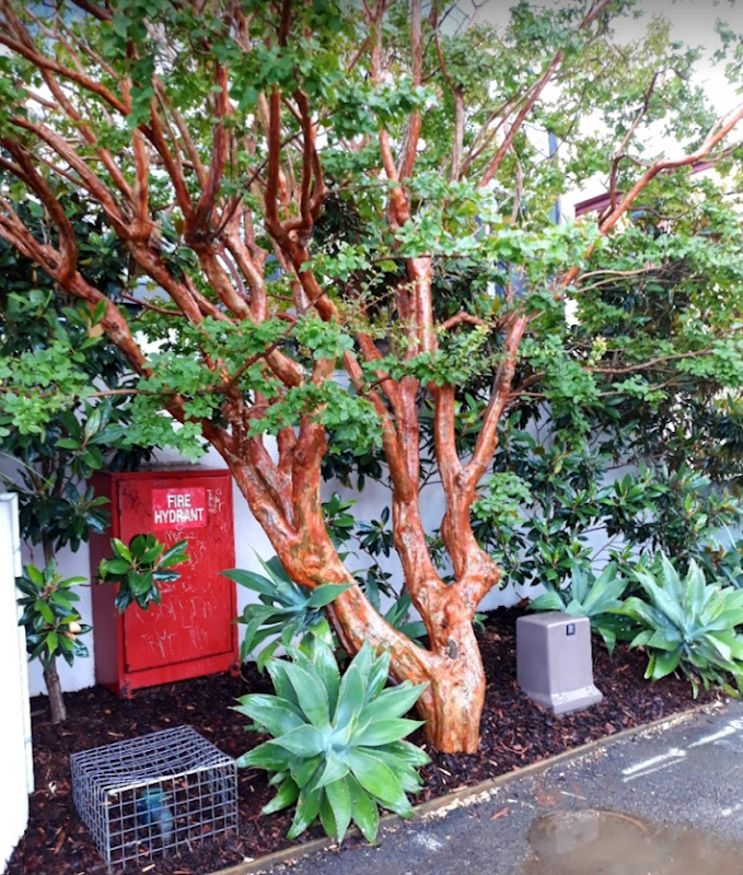 Elite Gardens Bayside work 4