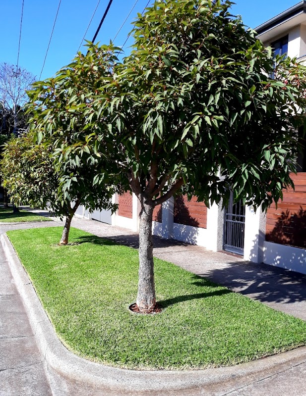 Elite Gardens Bayside project 6