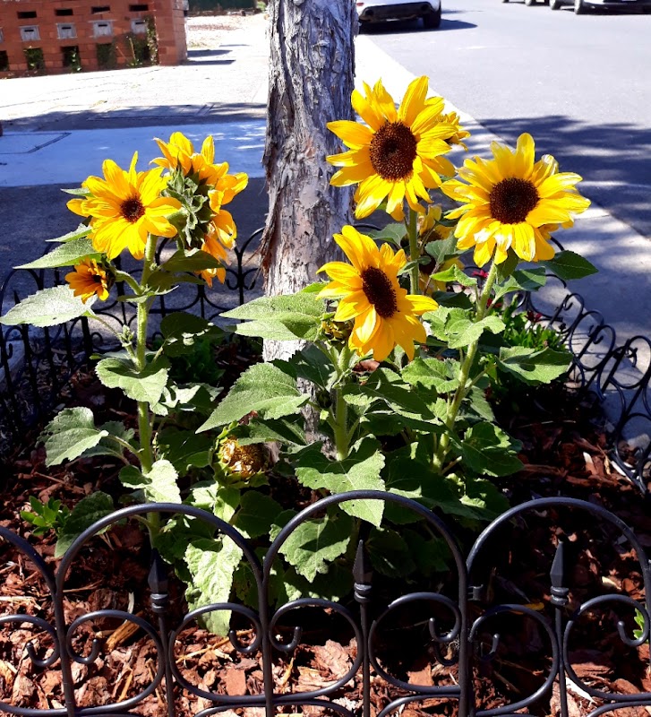 Elite Gardens Bayside project 10