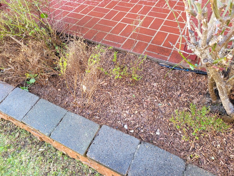 Eschol Park Lawn and Gardening Services project 10