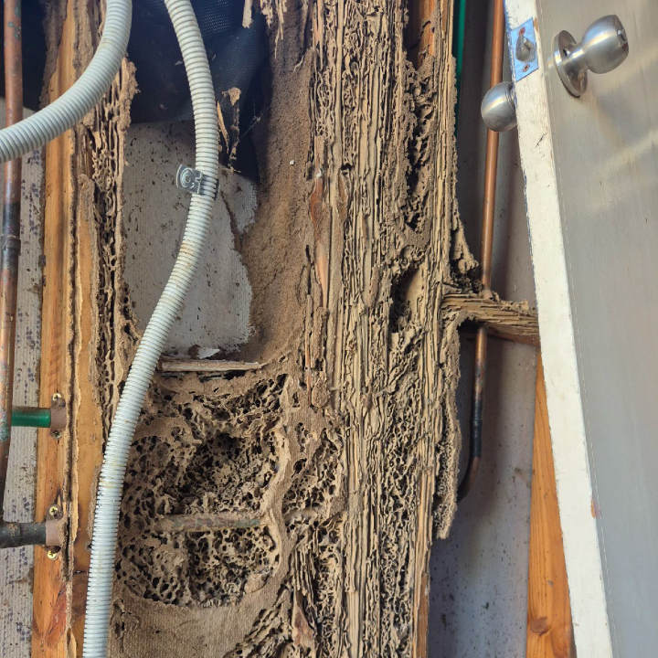 Flick Pest Control Geelong project 7