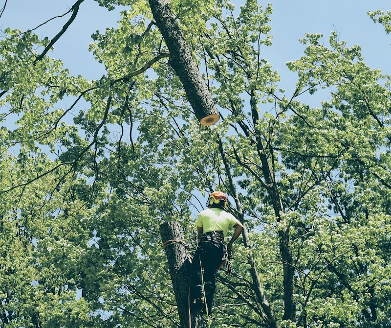 Flora Tree Services photo 2