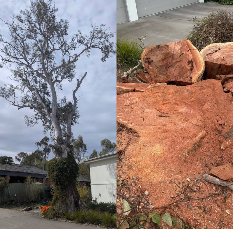 Flora Tree Services work 4