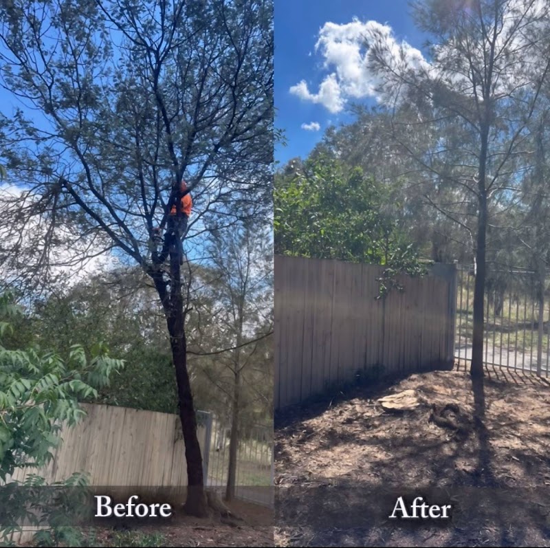 Flora Tree Services project 8