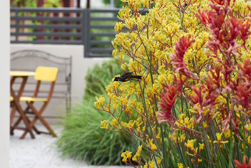 Get-Eco Adelaide's Sustainable Landscape Designer work 1