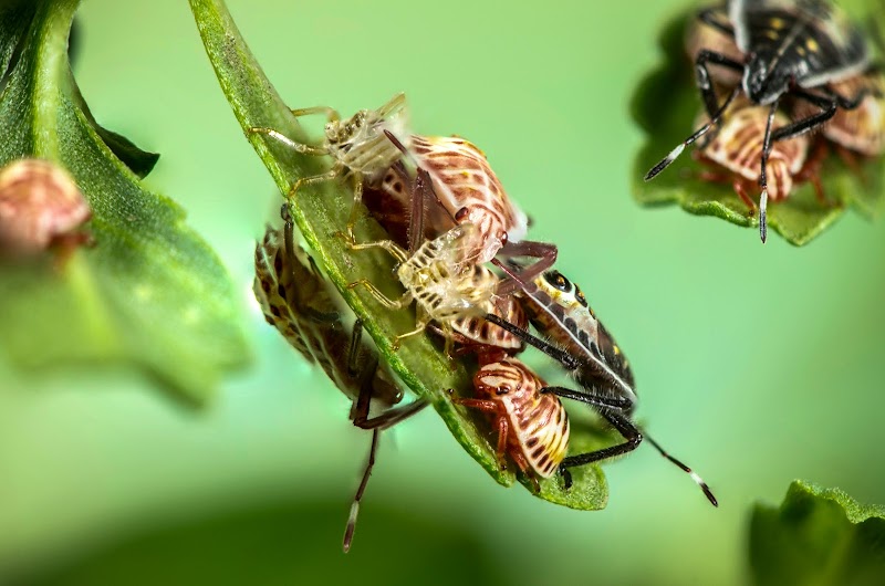 GM Pest Solutions work 4