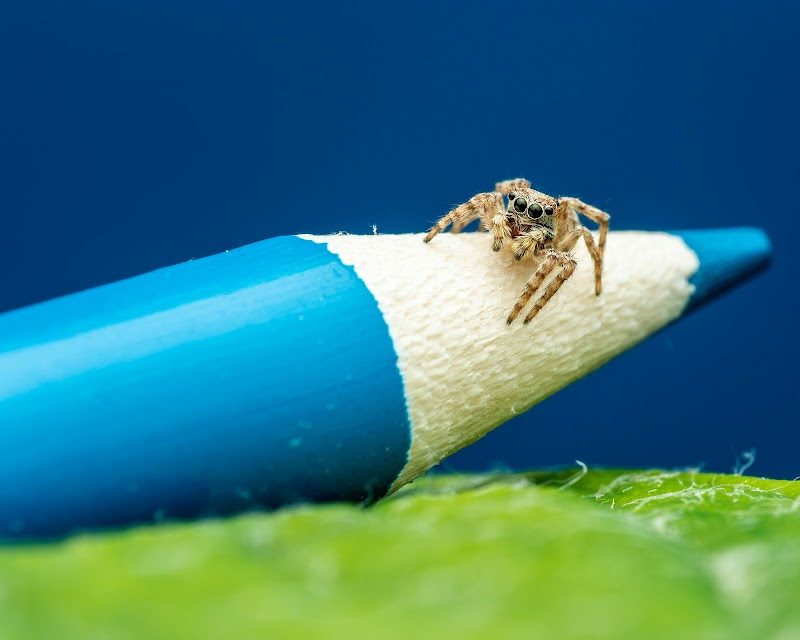 GM Pest Solutions project 6