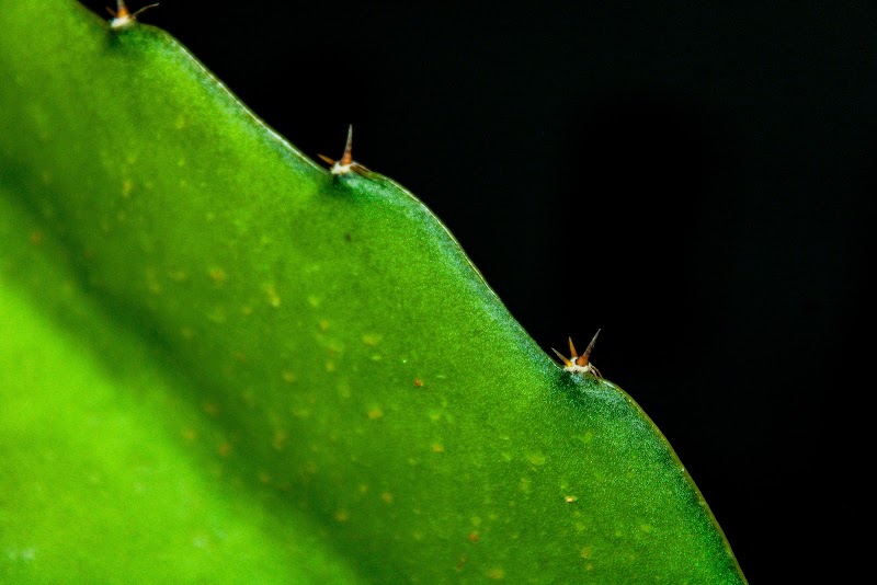 GM Pest Solutions project 7
