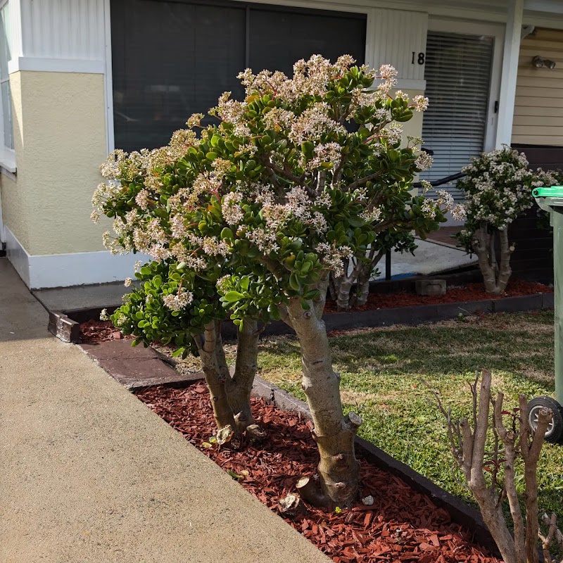 Goran's Garden Services work 4