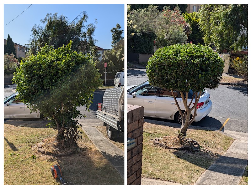 Goran's Garden Services project 9