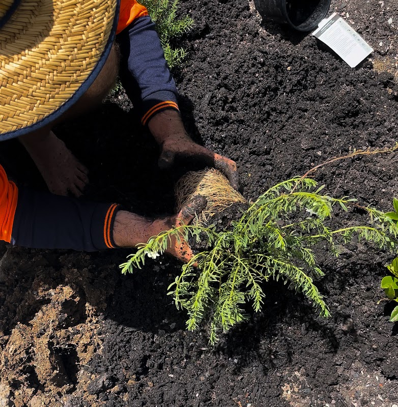 Guardians Garden and Tree Care project 9