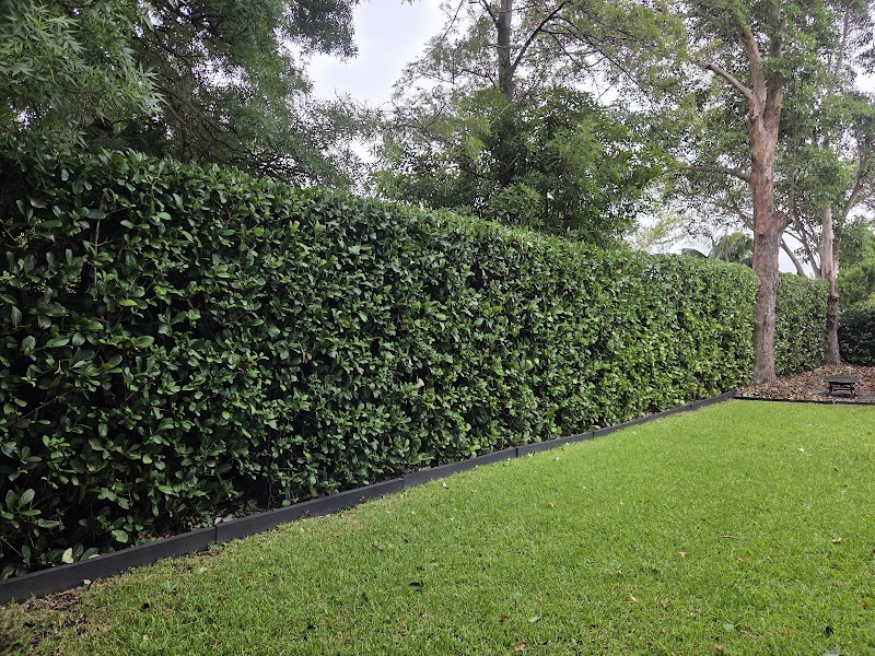 Hedge Trimmer with a Ladder work 1