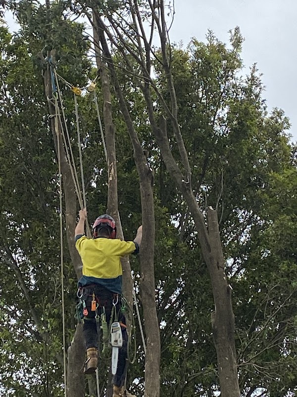 Heritage Tree Care photo 3