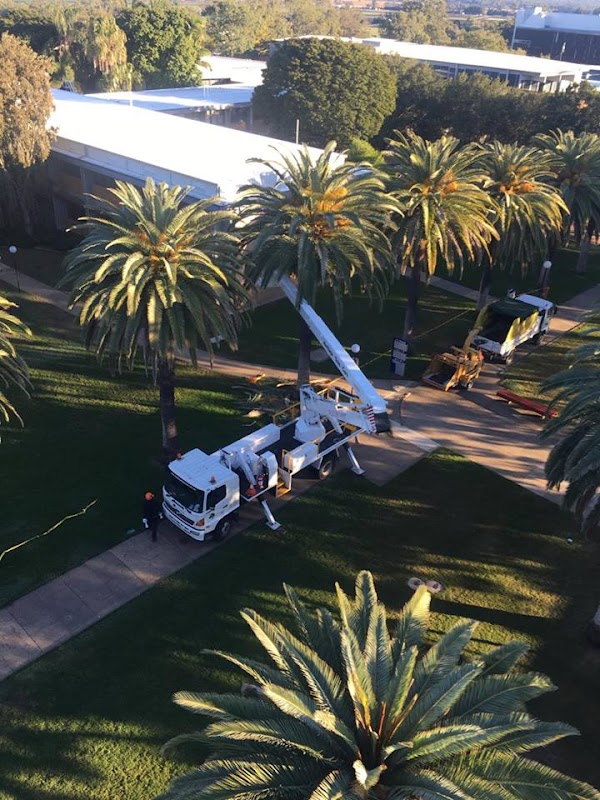 Heritage Tree Care work 4