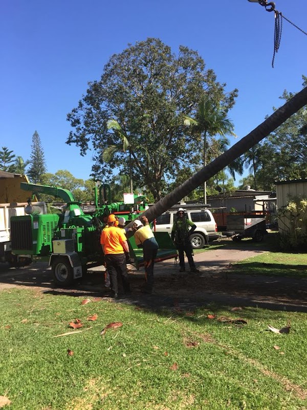 Heritage Tree Care project 7