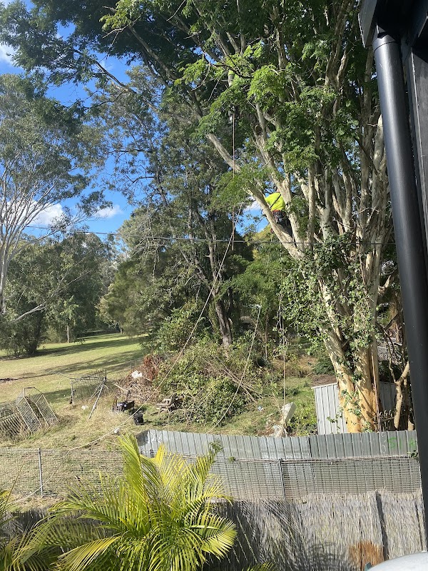 Heritage Tree Care project 8