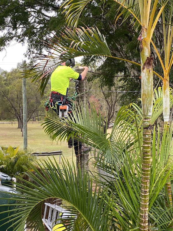 Heritage Tree Care project 10