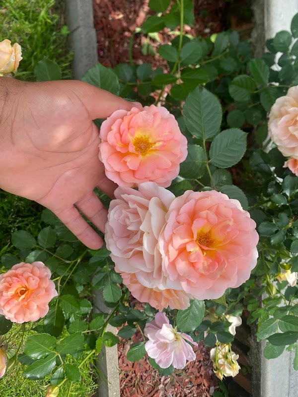 HG Lawn Care project 7