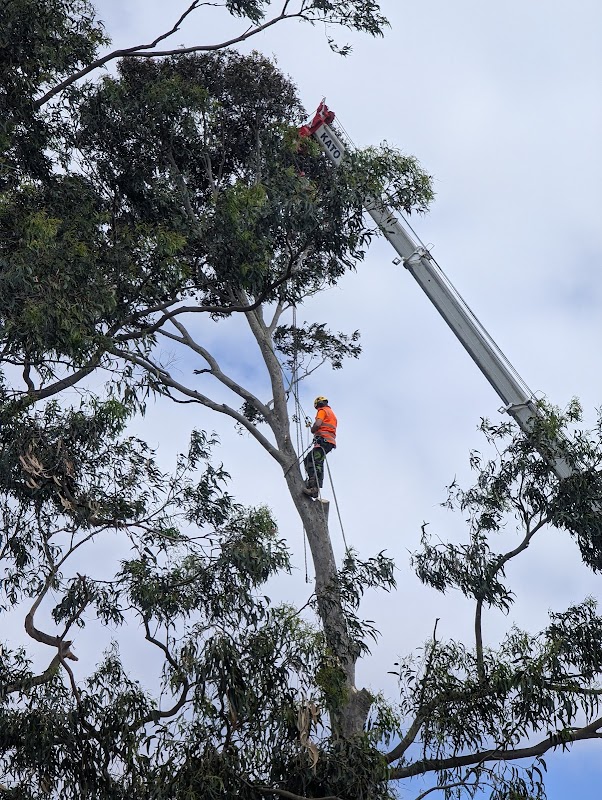Hive Tree Services photo 2