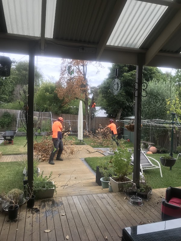 Hive Tree Services project 6
