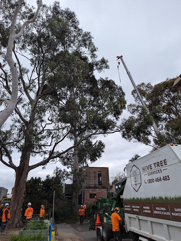 Hive Tree Services project 7