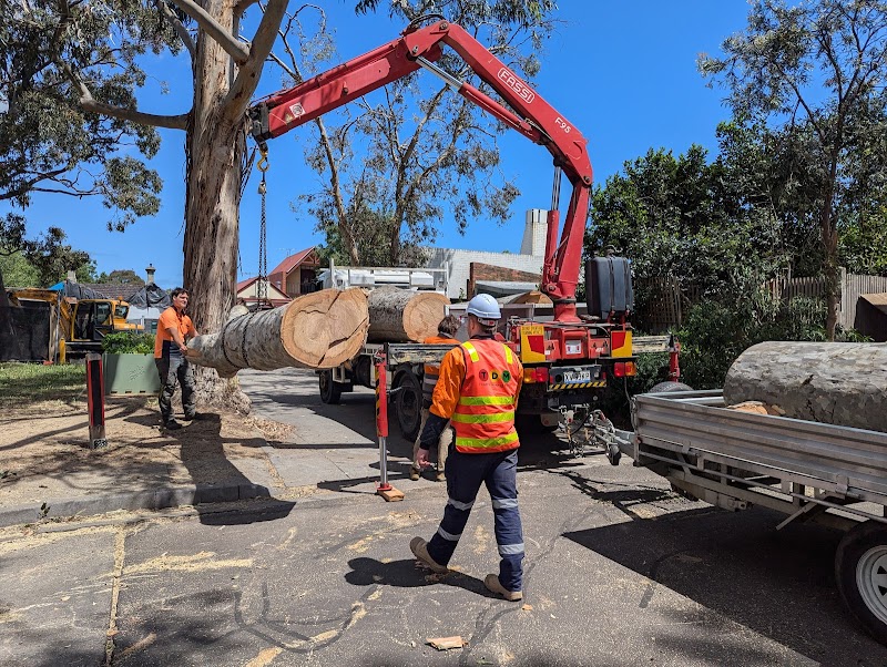 Hive Tree Services project 8