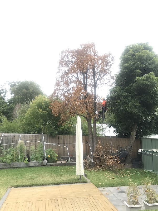 Hive Tree Services project 10