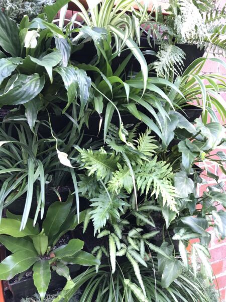 Horticulture & House project 9