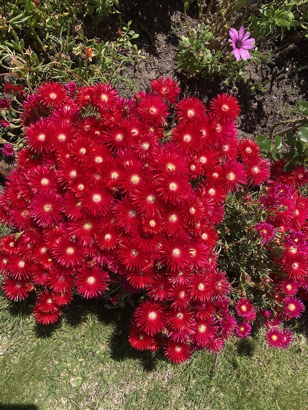 Integrity Gardening photo 1