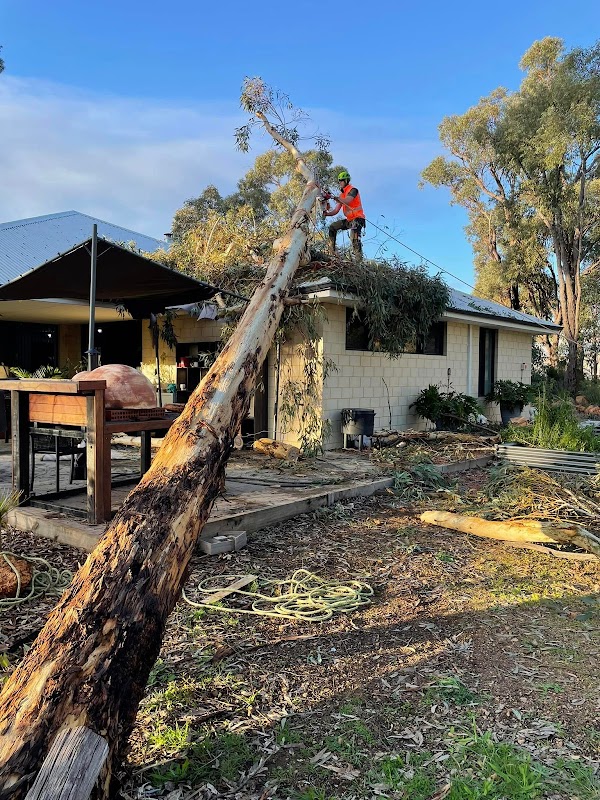 Joshua Tree WA PTY LTD work 2