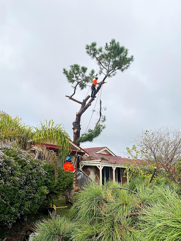 Joshua Tree WA PTY LTD work 4