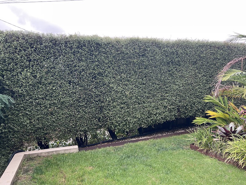 Lawn Link (Division of Augusta) work 2