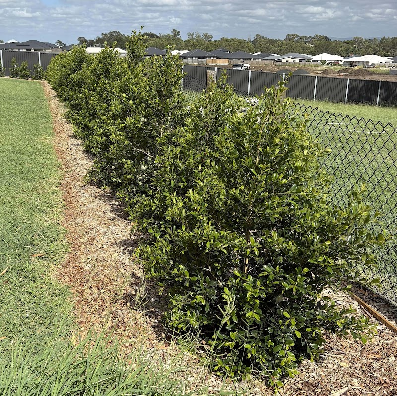 Lou’s Gardening & Landscaping Services work 4