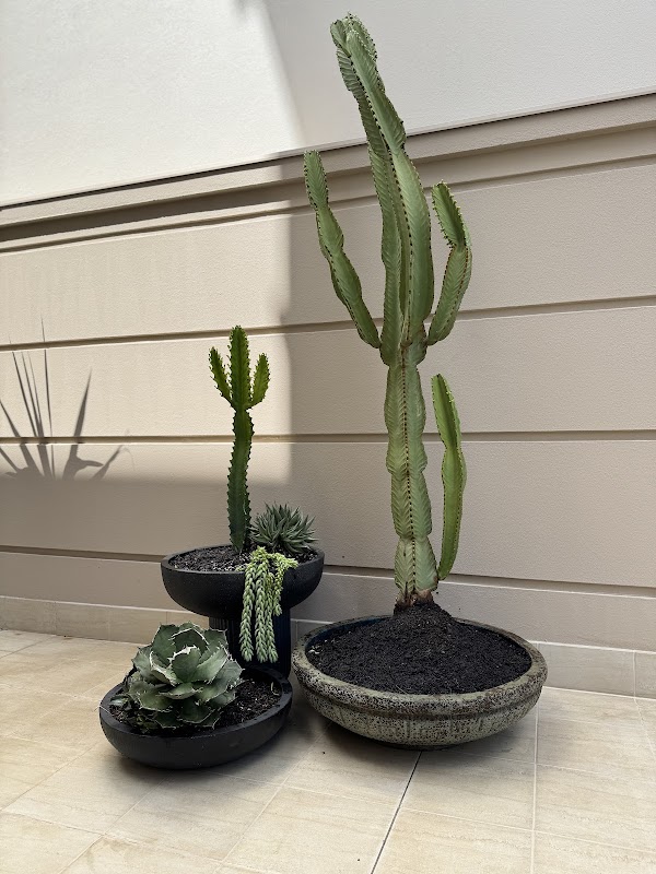 Louisa Green Co project 5