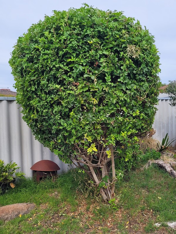 Luscious Lawns and Gardens project 6