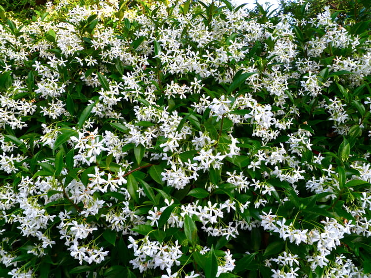 N.Hunter landscape gardening photo 1