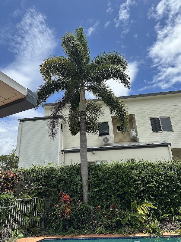 Neil's Tree Experts - Tree Lopper Redlands photo 1