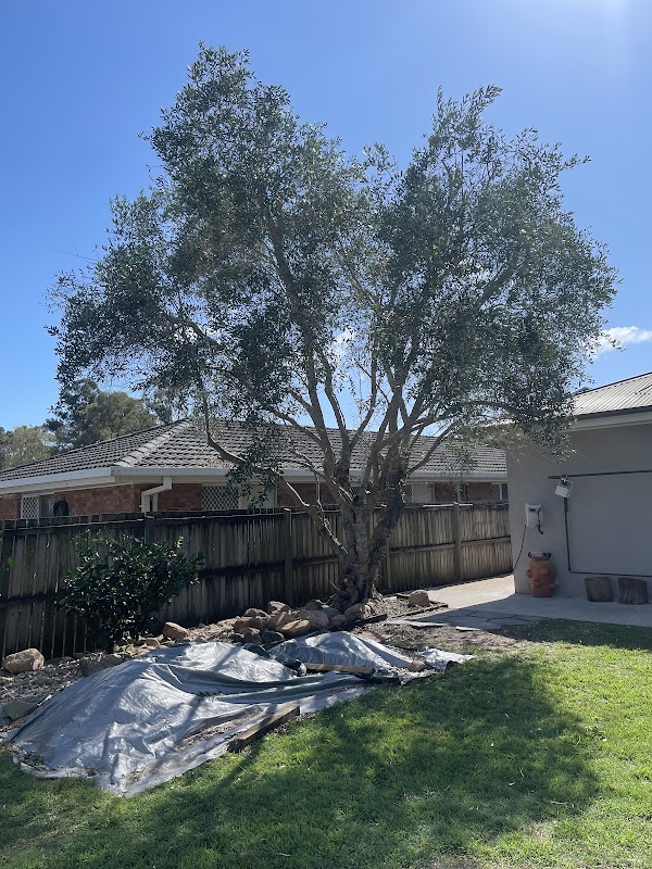 Neil's Tree Experts - Tree Lopper Redlands photo 2