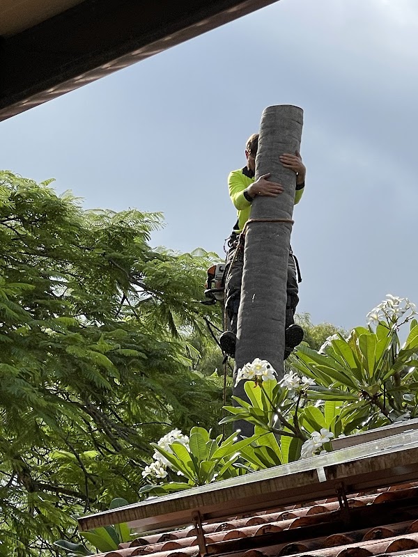 Neil's Tree Experts - Tree Lopper Redlands photo 3